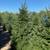 Fraser, Canaan & Balsam Fir Christmas Trees Wholesale 1 thumbnail