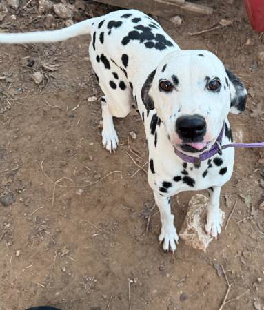 DALMATIAN FEMALE - 6YR OLD 1