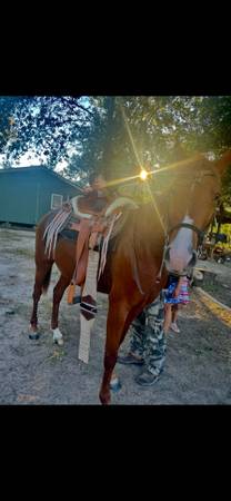 Horse for sale 1