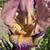 iris rhizomes 5 thumbnail