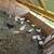 Ducks (young) 3 thumbnail