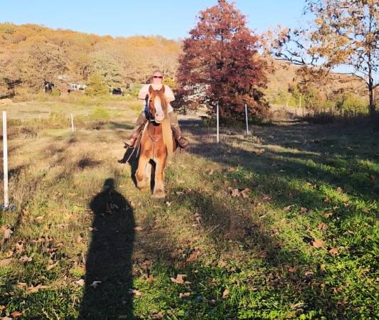 Gypsy vanner gelding 1