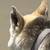 Missing dog 3 thumbnail