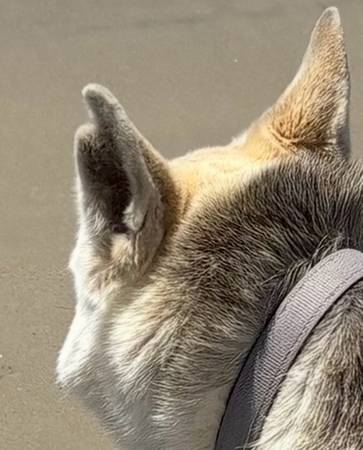 Missing dog (Burbank)555999949771909122