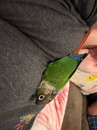 Conure63949862927363120