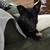 Free dog 3 thumbnail