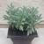 Large Edible Culinary Sage Salvia Officinalis Herb Plant in Planter 2 thumbnail