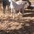 nubian goats 3 thumbnail