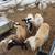Hair sheep ewes 4 thumbnail