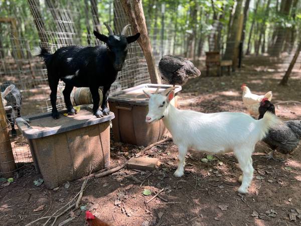 Nigerian Dwarf Goats 1