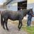 12 year old Morgan Percheron gelding 3 thumbnail