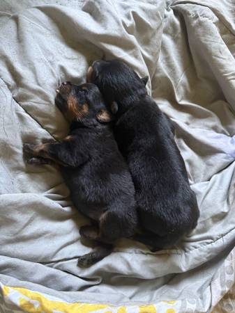 AKC rottwiler puppies 1