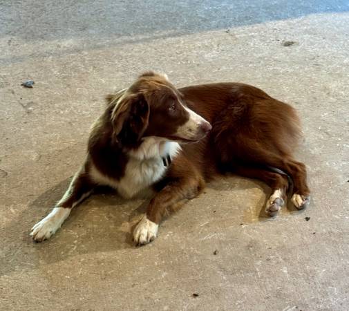 Rehoming Female Aussie (Youngsville)63980297339522123