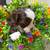 Shihpoo 5 thumbnail