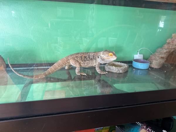 Bearded dragon 1