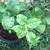 Fragrant Arabian Jasmine Rooted Live Plant 1 thumbnail