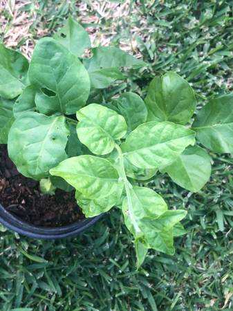 Fragrant Arabian Jasmine Rooted Live Plant 1