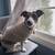 Jack Russell Terrier Puppy 3 thumbnail