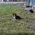 Australian shepherd 7 thumbnail