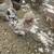 bantam hen 2 thumbnail