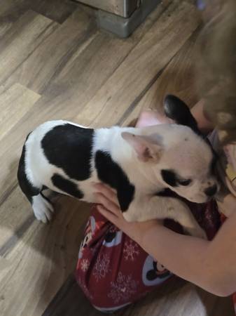 Cachorra hembra de Boston (Winlock)63697527196675122