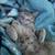 kittens ISO home’ 4 thumbnail
