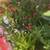 Plant sale Huge ! 15 thumbnail