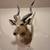8 Vintage African Mounts from Private Collection 11 thumbnail