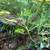 Gingers, Lilies, Bromiliads, Swiss Cheese (see list various prices) 7 thumbnail
