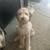 Aussiedoodle 1 thumbnail