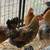 Olive Egger & More Chickens 14 thumbnail