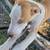 Outdoor Rescued puppies 1 thumbnail