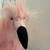 Pink Flamingo Marionette 1 thumbnail