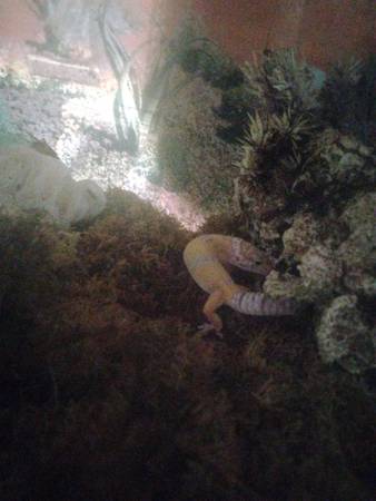 chocolate albino gecko for sale63373486522371121