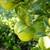 Mexican Lime Key Lime tree for sale Organic 15 thumbnail