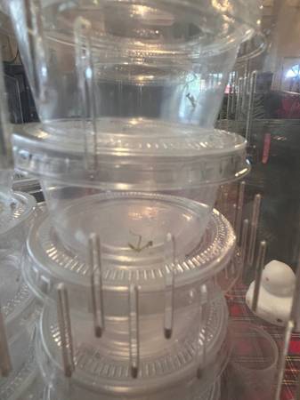 Praying Mantis Nymphs for adoption 1