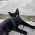 Black kitty 3 thumbnail
