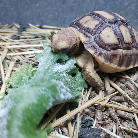 baby sulcata tortoise $80 each (Houston)63859315411075120
