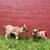 Micro Dwarf Nigerian Dwarf Baby goat 8 thumbnail