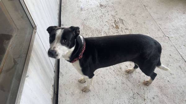 ¿Encontró una perra collie mezcla dulce?