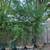 FREE XL BAMBOO POTTED 12’ - 20’+ Feet   *   Large in Pots 3 thumbnail