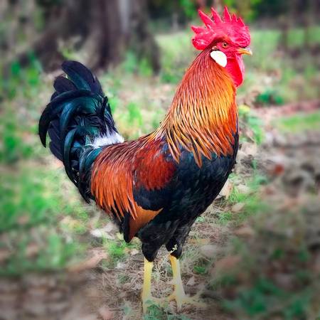 Purebred Brown Leghorn Cockerels 1