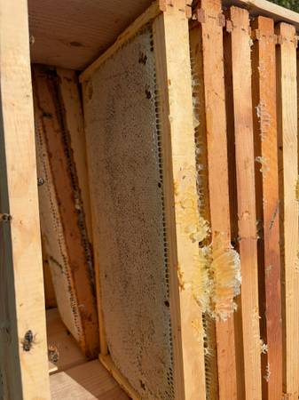 Raw Honey 1