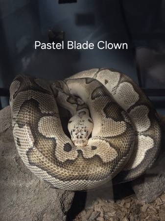 Pastel Blade Clown Morph Ball Python 1