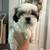 Shih tzu 1 thumbnail