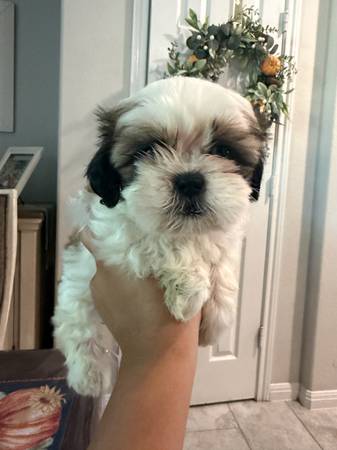 Shih tzu 1