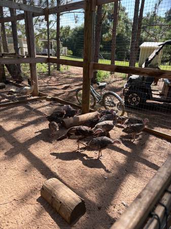 YOUNG TURKEY 1