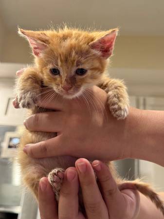 Rehoming kittens! (san jose south)63941739987202122