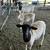 Dorder sheep 2 thumbnail