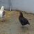 Chickens/flock 12 thumbnail
